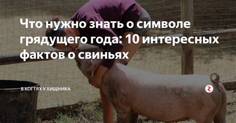 Что означают сновидения о свиньях в сарае?