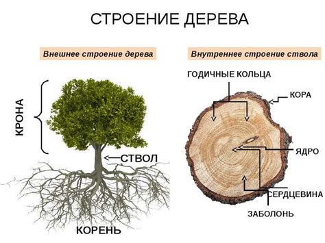 Что определяет понятие "в пределах нормы"