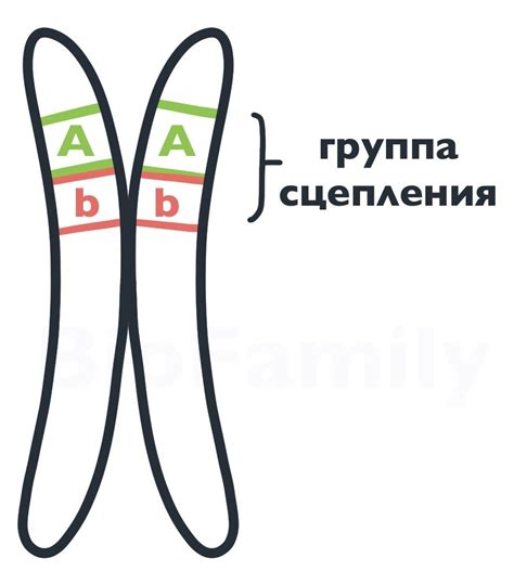 Что приводит к нарушению сцепления генов?