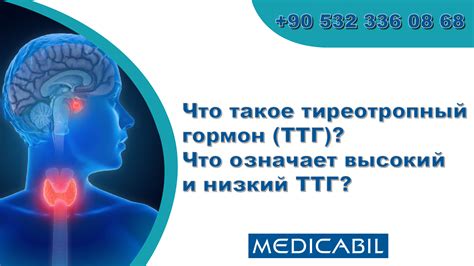 Что такое ТТГ и какое значение он имеет для организма?