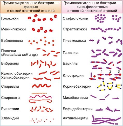 Что такое бактерии в моче кокки?