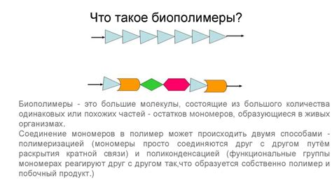 Что такое биополимеры?