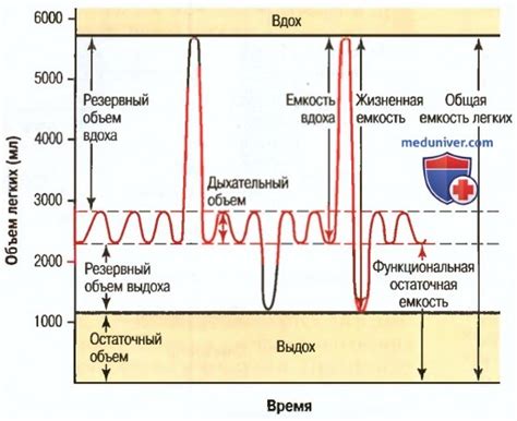 Что такое дыхательный объем легких?