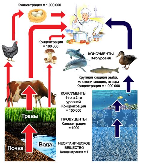 Что такое кумуляция препарата