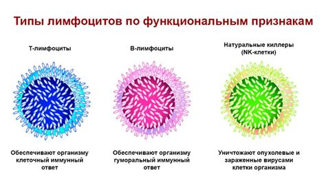 Что такое лимфоциты абс и просто лимфоциты?