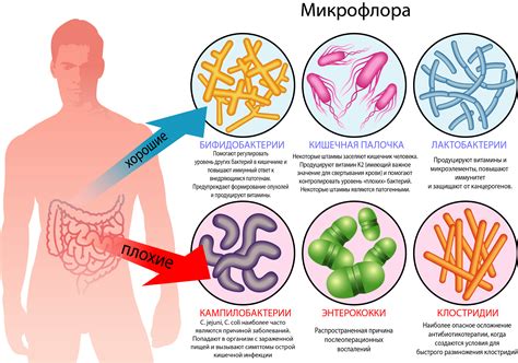 Что такое микрофлора ребенка