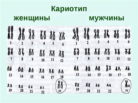 Что такое обследование пары на кариотип?