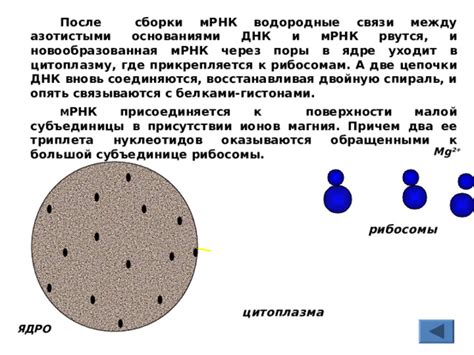 Что такое поры в клеточном ядре