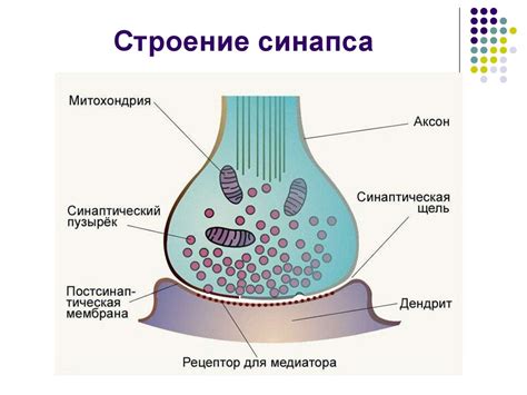 Что такое синапс: основные понятия и принципы работы