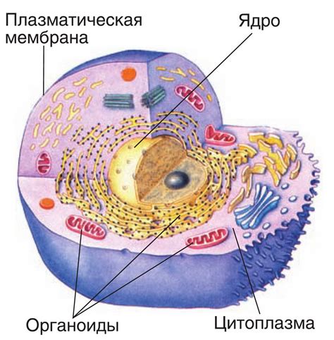 Что такое соматическая клетка