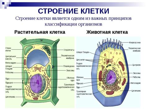 Что такое соматическая клетка?