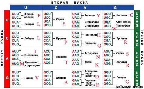 Что такое триплетность генетического кода?