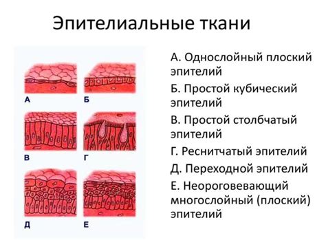 Что такое уретральный эпителий и его функции