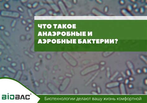 Что такое условно патогенные анаэробные микроорганизмы?