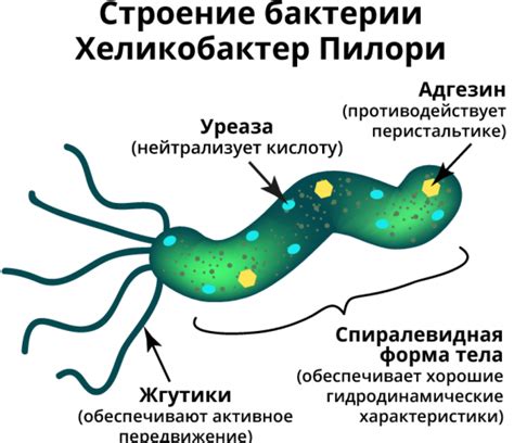 Что такое хеликобактер пилори и как она передается