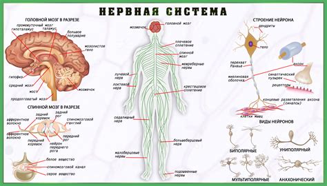 Чувствительная периферическая нервная система