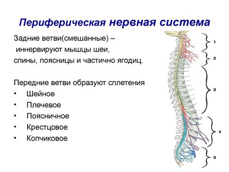 Чувствительность нервной системы: что толкает и спокойствует