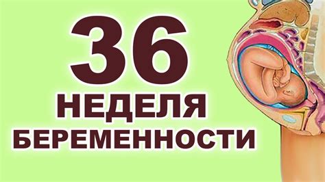 Шаги по уходу за ребенком на 36 неделе беременности