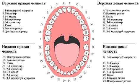 Шевеление зубов: значение и значения