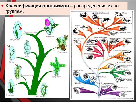 Эволюция клеточных организмов