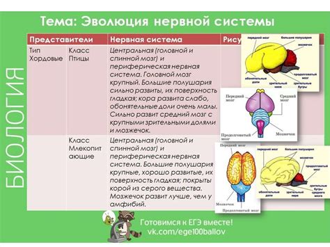 Эволюция мозга и нервной системы