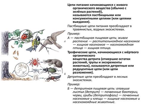 Экологическая роль лягушек в биосистеме