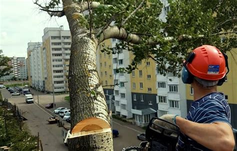 Экологические аспекты спила деревьев в Балахне