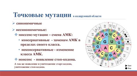 Элементы случайности: роль мутаций и генетического дрейфа