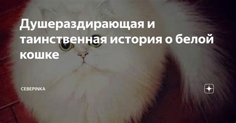 Эмоции, вызываемые сном о белой кошке у представительниц прекрасного пола