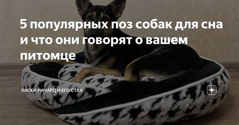 Эмоциональные последствия сна о погибшем питомце на нашу внутреннюю сферу