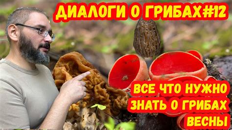 Эмоциональные состояния, связанные с сновидениями о грибах