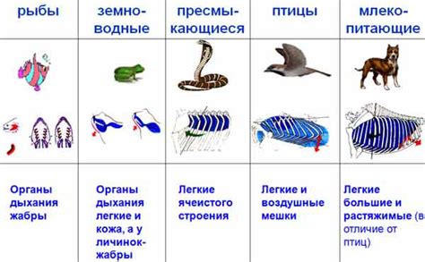 Эмоциональные состояния и визионерские сны о китовидном млекопитающем в океане у прекрасной половины человечества