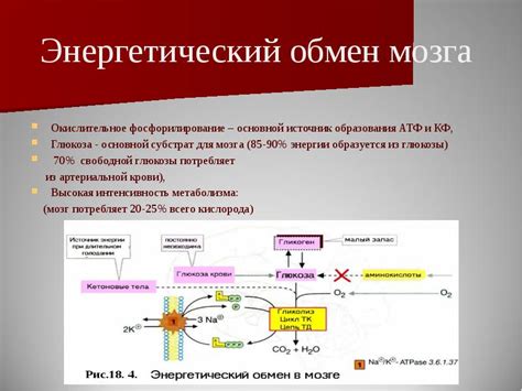 Энергетический источник для мозга