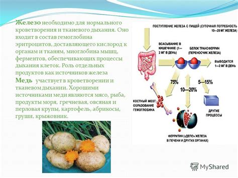 Энергия в организме: роль миоглобина