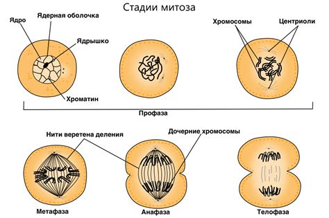 Этап развития клетки