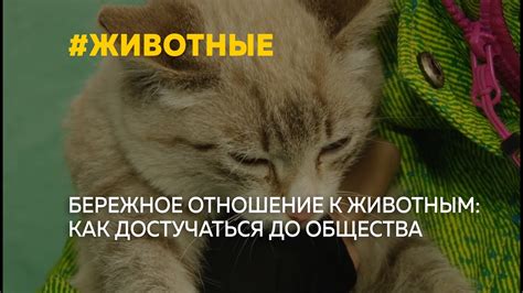 Этические аспекты бережного отношения к животным