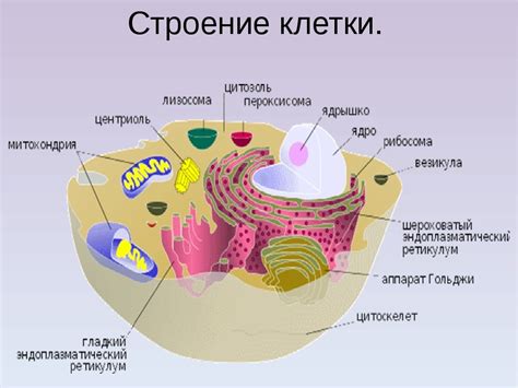 Эукариотические клетки: удивительное многообразие в одном королевстве