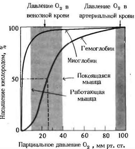 Эффективность миоглобина в условиях недостатка кислорода