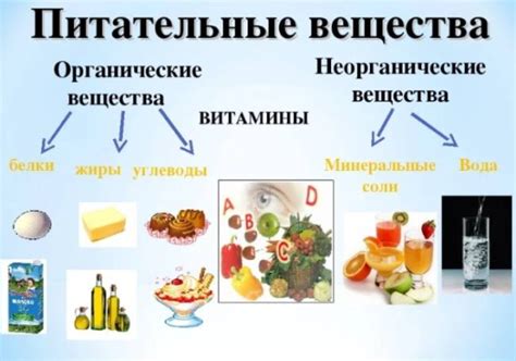 Яблоки не содержат всех необходимых питательных веществ