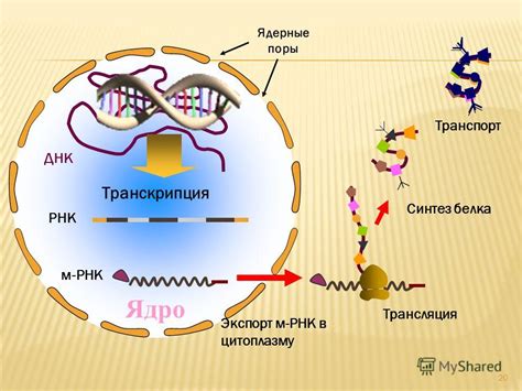 Ядро и синтез белка