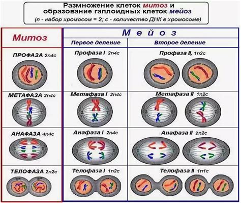 Ядро соматической клетки лягушки: количество молекул ДНК?