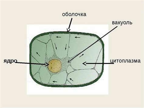 Ядро - контролирующий центр клетки растений