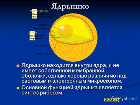 Ядрышко в прометафазе: на пути к исчезновению