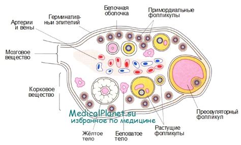 Яичник: основные функции и структура