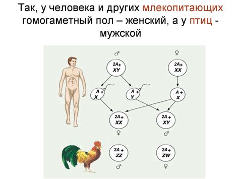  Биологические и генетические факторы, определяющие пол ребенка 