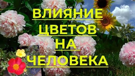  Благотворное воздействие черники на сон и здоровье: полезные советы