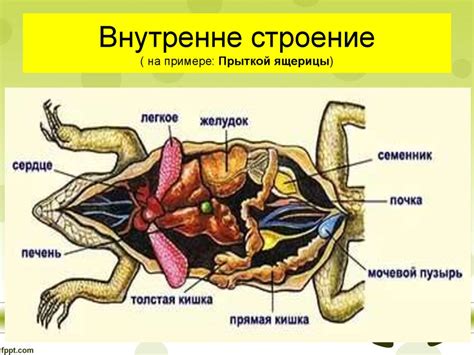  Внутреннее строение ловушек 