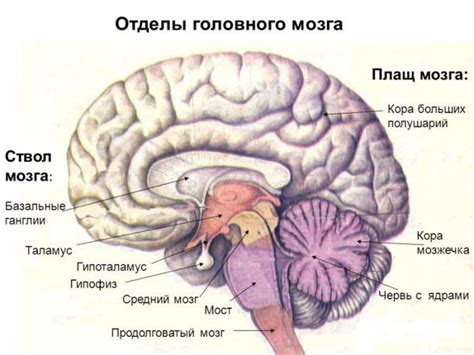  Головной мозг и его ствол 