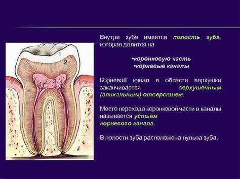  Как распознать глубокое значение сновидения о патологическом процессе внутри зуба?