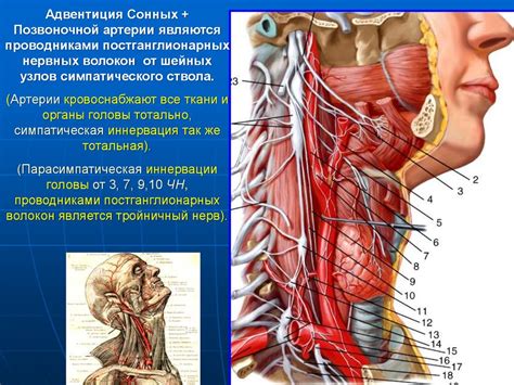  Кровоснабжение головы и шеи 